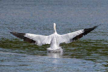Fototapeta premium White Pelican Landing Maxium Wing Span