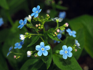 Forget-me-not Brunnera plant with delicate, blue flowers, close-up. Awakening of nature, garden plants, variety of species.