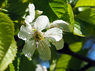 Plum, flower close-up. Floral background. Spring white flowers. The plum branch is covered with white flowers and young foliage. Plum blossom, macro.