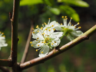 Plum, flower close-up. Floral background. Spring white flowers. The plum branch is covered with white flowers and young foliage. Plum blossom, macro.