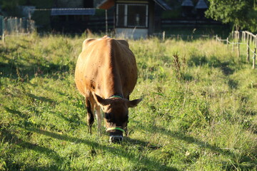 cow in the field