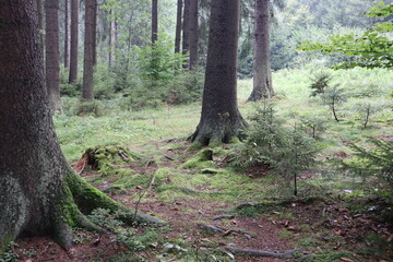 trees in the forest