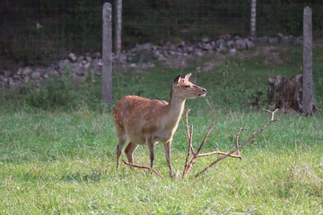 red deer doe in captivity