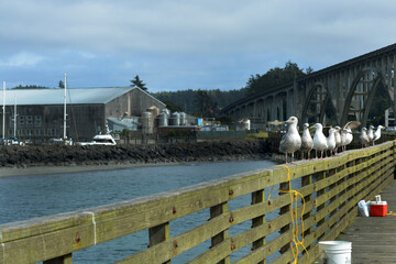 Fototapeta premium A line of seagulls sits on the railing of a crab fishing dock in Oregon, Pacific Northwest, USA