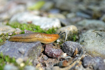 Closeup of a yellow-brown slug on mossy multicolored stones with short depth of field
