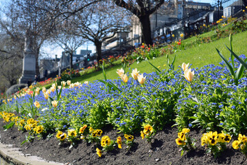 Spring flowers at Princes St Gardens in Edinburgh