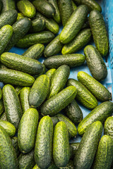 A fresh batch of green cucumbers in a blue crate displayed in a local farmers market or  grocery store. Vegetables for sale. Top view. Closeup.
