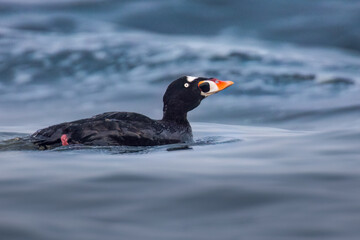 Surf Scoter working in the surf.