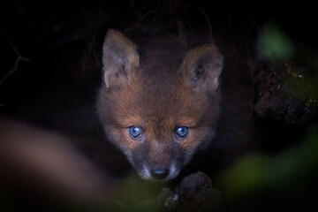 Close up of two playful Red fox cub in Den Blue eyes (Vulpes vulpes) in the field of grass, local park urban. United Kingdom