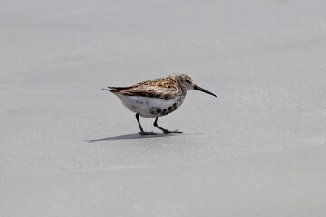 Dunlin (Calidris alpina), common in coastal areas and mudflats