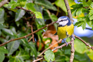 Blue Tit (Cyanistes caeruleus), common in woodlands and gardens
