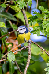Obraz premium Blue Tit (Cyanistes caeruleus), common in woodlands and gardens