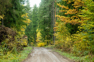 Fototapeta premium Beautiful mixed pine and deciduous forest. Fall foliage on the trees.
