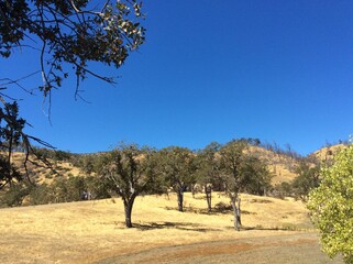 Vegetation on the gently sloping shore of Lake Berryessa, California, USA.