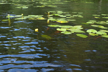 Lake with water lily. Summer day in August. Jämtand, Sweden.