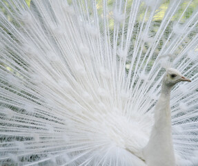 Fototapeta premium Pfau