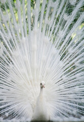 Pfau