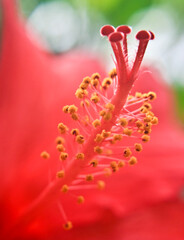 Blume