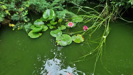 Zielona Woda i Lilia Wodna  © Krzysztof