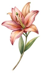Obraz premium Lily flower watercolor clipart illustration