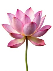 Naklejka premium lotus flower isolated on white