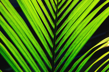 Obraz premium Detailed View Of A Tropical Palm Leaf