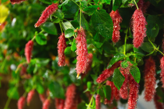 Red Acalypha Pendula Flowers Hanging In Bloom