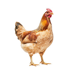 hen, chicken  isolated on transparent background - Generative AI	
