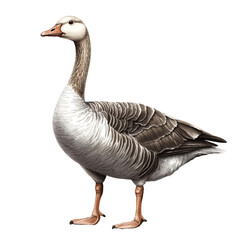 goose  isolated on transparent background - Generative AI	
