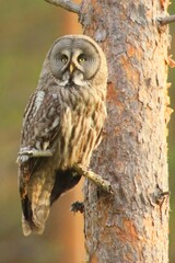 great horned owl