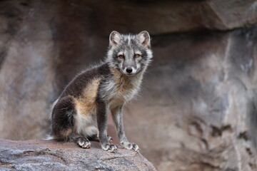 artic fox in the summer