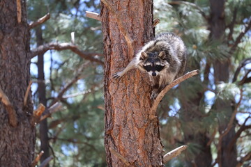 raccoon in tree