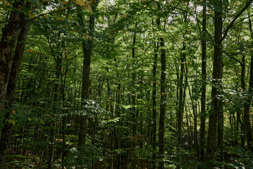 Tranquil wooded area with lush green trees and foliage, perfect for nature lovers and outdoor enthusiasts