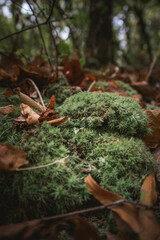 clumps of moss growing around red leaves
