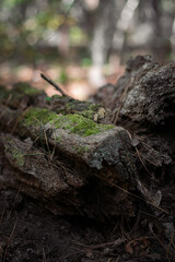 moss on tree