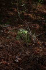 moss growing on tree stump