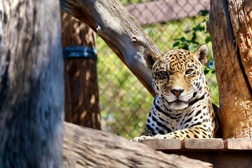 jaguar in zoo © Kali