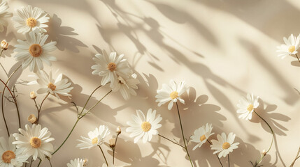 Fototapeta premium Elegant Chamomile Daisy Flowers Pattern: With sunlight shadows on a neutral beige background. Copy space available.