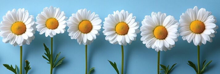 Fototapeta premium Six White Daisies with Yellow Centers on a Blue Background