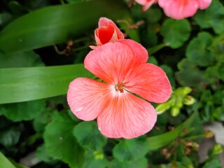 Close-up of a pink flower in a garden. Acercamiento de una flor de color rosa en un jardín. 289