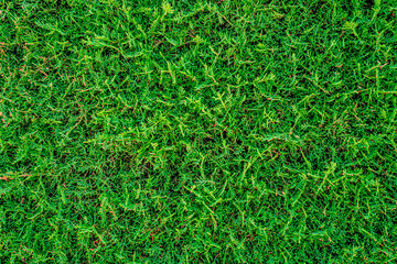 carefully cut thick healthy natural green conifer hedge textured background