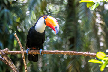 Tukan © David Dieschburg