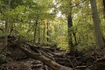 Green leaves and branches of a large forest.