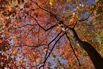Bright, multi-colored foliage in the autumn forest.