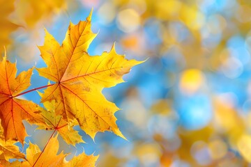 Fototapeta premium Vibrant Autumn Leaves Against a Soft Blue Background