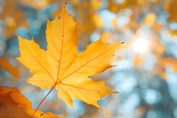 Obraz premium Vibrant Autumn Maple Leaf Glowing in the Sunlight