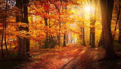 Autumn fall leaves through the trees yellow orange red landscape