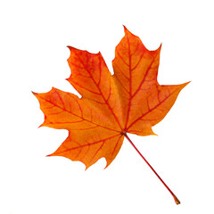 Single autumn maple leaf isolated on white Background