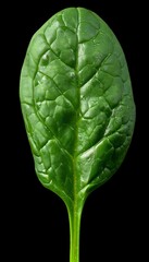 Obraz premium Single, Fresh, Raw Green Spinach Leaf Isolated on Black Background, Healthy Food Concept, Close Up