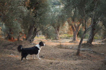 A Border Collie explores the woods, walking along a peaceful forest trail.
